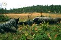 1992 Okse på Stakkjølen